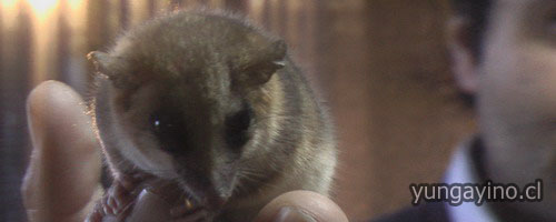 Monito del Monte Encontrado en Yungay